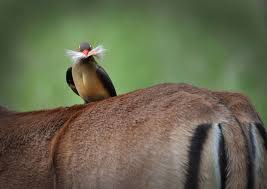 Comedy wildlife photography awards 2021. The Comedy Wildlife Photography Awards Will Make Your Day Better Film And Photo Earth Touch News