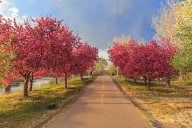 Crabapple trees are a wonderful addition to a backyard or garden for a whole host of reasons. Storm Passes Over Blossoming Crab Apple Trees On A Bike Path In Photograph By Bridget Calip