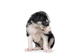 Is borzoi the right dog breed for you? Borzoi Dog Breed Information