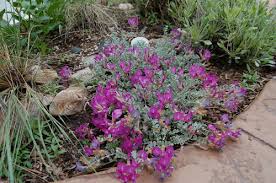 See more ideas about utah, utah bucket list, utah travel. Utah Native Plant Society Home Page