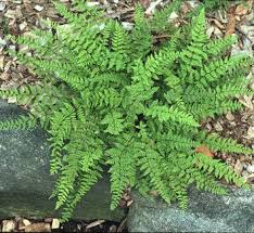 Image result for Cheilanthes inaequalis