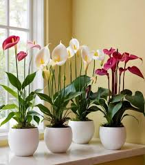 Image result for Genlisea africana