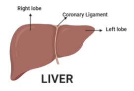 (i) absorption of digested food (ii) absorption of water. What Are The Functions Of Liver Class 11 Biology Cbse