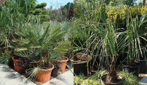 We did not find results for: Silver Leaf Plants For Sale Online Uk