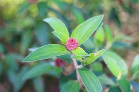 Image result for Combretum erythrophyllum