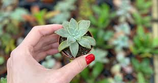Today we are going to go houseplant shopping at one of our favorite big box stores walmart! Mini Succulents Only 2 At Walmart In Store Only Hip2save