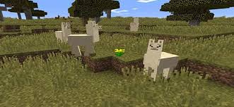 Maybe you would like to learn more about one of these? How To Find And Tame Llamas In Minecraft Enderchest