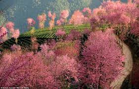 the blossom fields of china stunning pink trees dot the hillsides as far as the eye can see in timeless landscape photos beautiful photography nature picture tree beautiful nature
