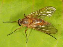 Image result for Orthopichonia