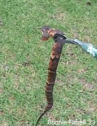 Image result for Pandiaka confusa