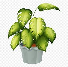 Thuja (vidya plant or mayoor pankhi plant) a non flowering plant in green park. Flower Pot Clipart Png Non Flowering Plants With Names Free Transparent Png Images Pngaaa Com