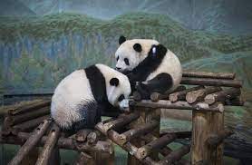 Sorry, there are no tours or activities available to book online for the date(s) you selected. What Happens Next For The Toronto Zoo After It Says Goodbye To The Giant Pandas The Globe And Mail