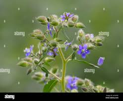 Image result for Leptaspis zeylanica