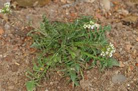 Image result for Capsella