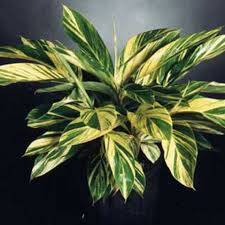 Image result for Alpinia zerumbet