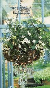 Pin By Cindy Lombardozzi On Welcome To My Gardens Plants Container Flowers Flower Garden