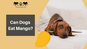 But, as with anything you give your pet, you want to give them mangoes in moderation. Can Dogs Eat Mango How Much Can Dog Eat It Complete Guide