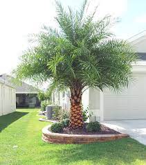 The following are just a couple of hints: Palm Tree Landscaping Ideas Palm Trees For Sale Online Palm Trees Landscaping Small Palm Trees Palm Trees Garden