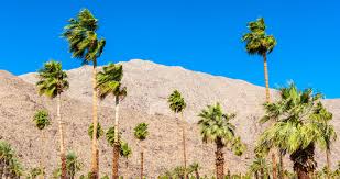 #8 of 241 in food & drink. 23 Best Things To Do In Coachella Valley California
