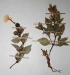 Image result for Barleria randii