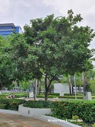 Image result for Millettia pinnata