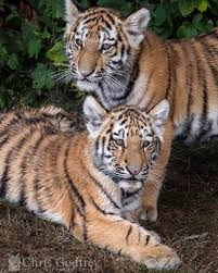 Tigers Are The Largest Member Of The Cat Family Young Amur Tiger Brothers Harley Front And Hector At Yorkshire Wildlife Park August 2015 Also Known As Si Wildlife Park Wildlife Photography Wildlife Facts