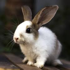 Salt and pepper go together, but salt and slugs don't pair so well. Man Who Decapitated Rabbit Sentenced To 2 Years For Animal Torture Kutv