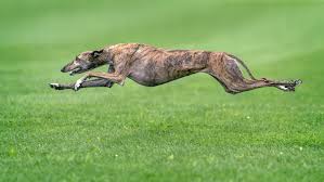 Promoting excellence in the greyhound industry. Windhund Schnelle Laufer Mit Ausgepragtem Jagdtrieb Das Tierlexikon