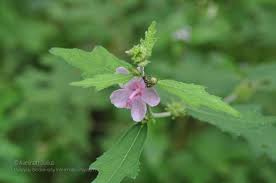 Image result for Urena lobata