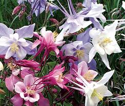 Image result for Aquilegia vulgaris Tower Mix