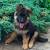 King Long Haired German Shepherd