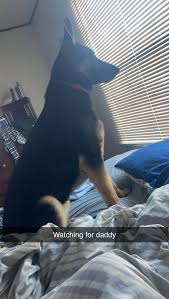 Update: she has been found and is home safe! If you see this pup please  contact me or my daughter Loretta Perkins! She got out this morning ! She  is not friendly