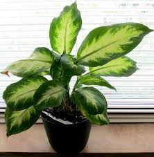 How To Care For Dumb Cane Plant In 2020 Dumb Cane Plant Plants Rare Plants