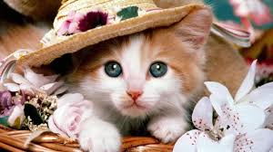 Apalagi untuk yang benar benar maniak kucing. Wallpaper Hd Gambar Kucing Lucu Wallpaper Hd Wallpapershit Fashionsista Co
