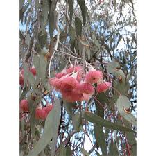 5l Eucalyptus Corymbia Caesia Silver Princess Gum I N 3624433 Bunnings Warehouse Tropical Garden Design Australian Wildflowers Rainbow Eucalyptus