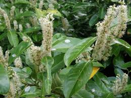 Image result for Rosaceae