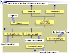The atria are the upper chambers, and the ventricles are the lower chambers. Ppt Bony Fish Powerpoint Presentation Free Download Id 6200907