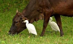 Cattle Egret Cattle Bird Pictures Cow