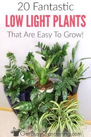 Buy your low light plants online from garden goods direct today! 20 Fantastic Low Light Indoor Plants Houseplants That Love The Dark