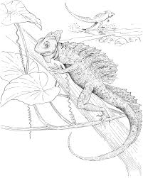 Maybe you would like to learn more about one of these? Lizard Colouring Pages To Print Novocom Top