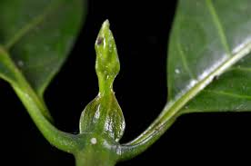 Image result for Oxyanthus speciosus