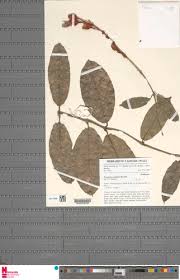 Image result for Saintpauliopsis lebrunii