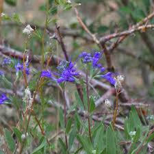 Image result for Lysimachia tenuicaulis