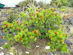 Image result for Greyia sutherlandii