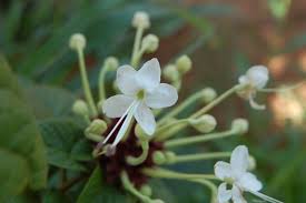 Image result for Clerodendrum capitatum