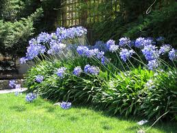 Image result for Agapanthus africanus