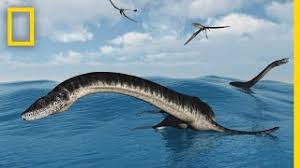 Documentales, reportajes y vídeos de national geographic. Plesiosaurs 101 National Geographic Youtube