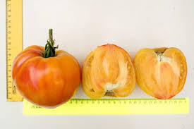 Setelah di google google berkenaan khasiat buah tomato ternyata tidak dinafikan yang memang ok kita cerita sikit berkenaan tomato. Kepelbagaian Tomato Treasure Of The Incas Pelbagai Penerangan Foto Ulasan Hasil