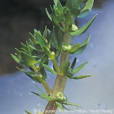 Image result for Elatine