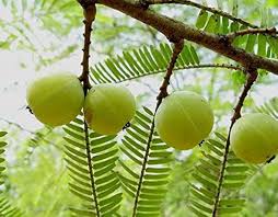 Image result for Phyllanthus engleri